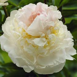 Peony 'Blush Queen'